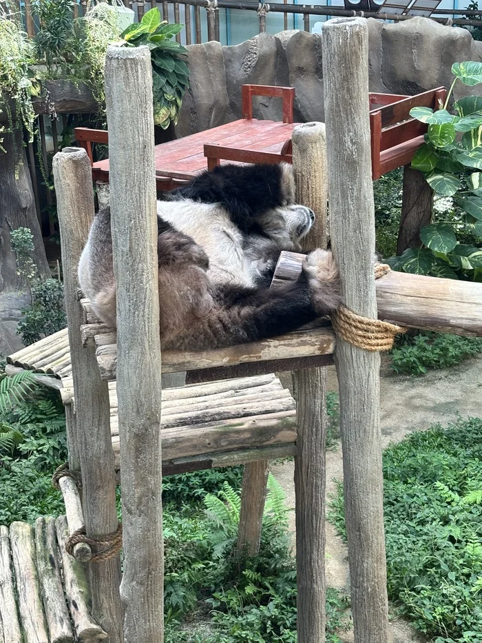 Pandas at the Kuala Lumpur Zoo (Negara Zoo) - My, Panda, Kuala Lumpur, Zoo, Video, Vertical video, Short videos, Longpost