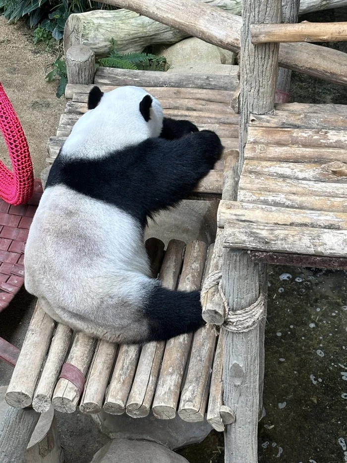 Pandas at the Kuala Lumpur Zoo (Negara Zoo) - My, Panda, Kuala Lumpur, Zoo, Video, Vertical video, Short videos, Longpost