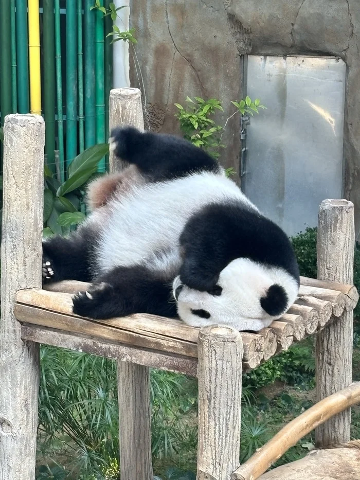 Pandas at the Kuala Lumpur Zoo (Negara Zoo) - My, Panda, Kuala Lumpur, Zoo, Video, Vertical video, Short videos, Longpost