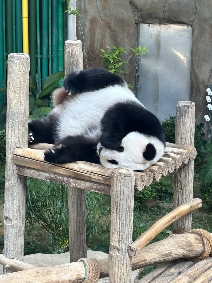 Pandas at the Kuala Lumpur Zoo (Negara Zoo) - My, Panda, Kuala Lumpur, Zoo, Video, Vertical video, Short videos, Longpost