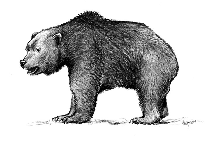 <a href="https://pikabu.ru/story/osobennosti_yevolyutsii_drevnikh_tigrov_12386219?u=https%3A%2F%2Fvk.com%2Faway.php%3Fto%3Dhttps%253A%252F%252Fzenodo.org%252Frecords%252F4586407%26cc_key%3D&t=Ursus%20rossicus&h=2cac2cf47a9640e326b4890a7b0e6efc9db64dd4" title="https://vk.com/away.php?to=https%3A%2F%2Fzenodo.org%2Frecords%2F4586407&cc_key=" target="_blank" rel="nofollow noopener">Ursus rossicus</a>