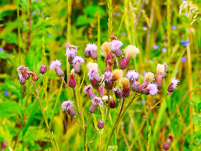 Полевые цветы