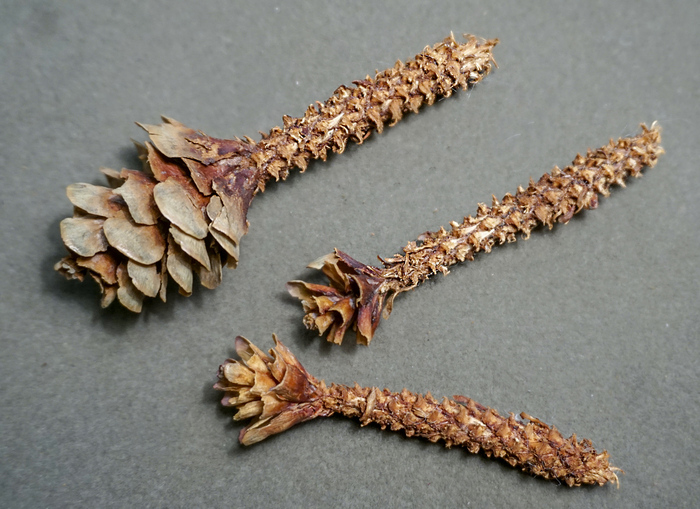 Еловые шишки, обработанные белкой. Из фондов Ботанического музея БИН РАН.