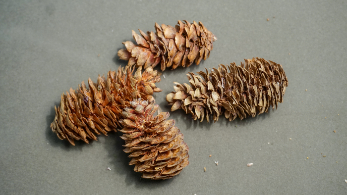 Еловые шишки, обработанные дятлом. Из фондов Ботанического музея БИН РАН.