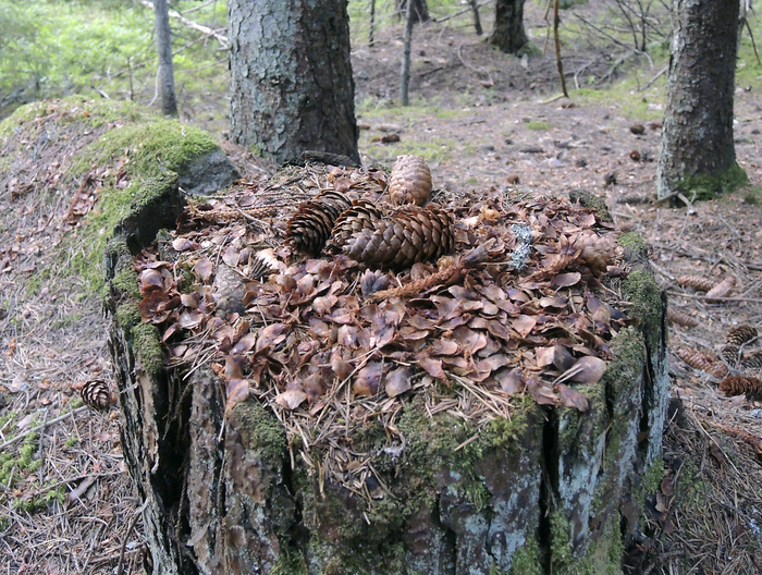 Беличья столовая. Фото Л. Головнеовй.
