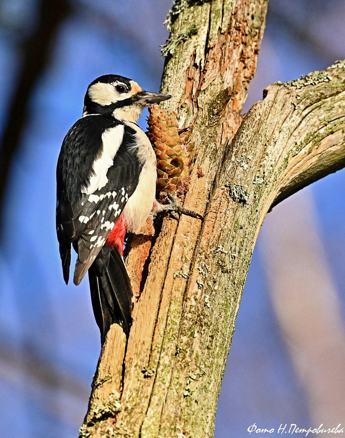Большой пестрый дятел на стволе с шишкой. Фото Н. Петровичева.