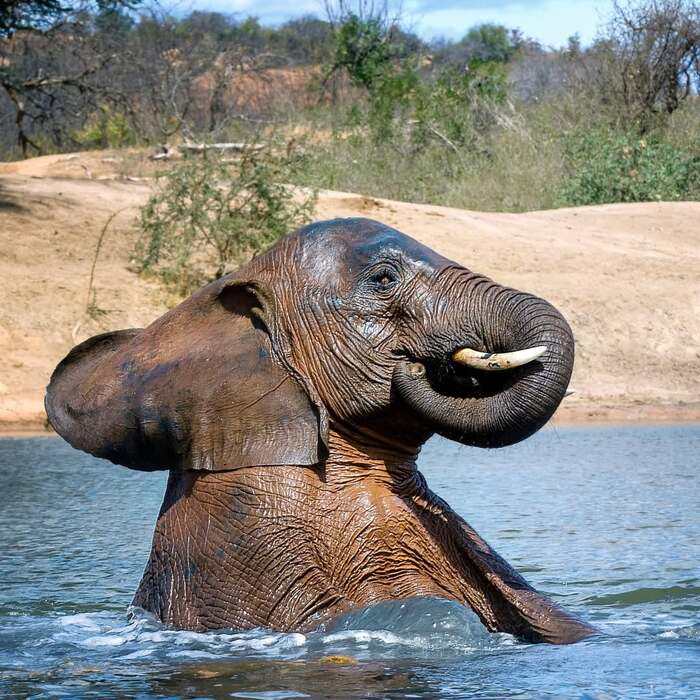 Купание слона