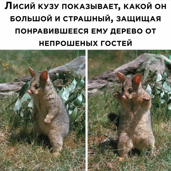 Я злой и страшный серый волк...