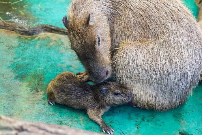 + 1 капибара в Московском зоопарке