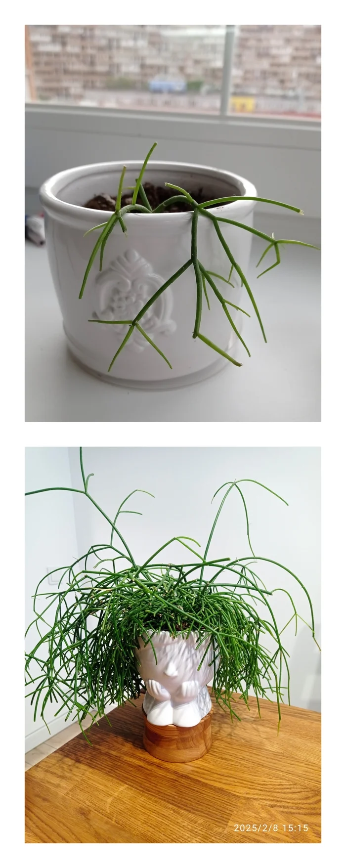 Rhipsalis was (2021) - became (2025) - My, Houseplants, It Was-It Was, Longpost, The photo, Rhipsalis