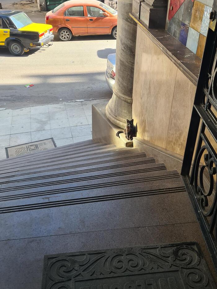 У этого кота можно получить квест