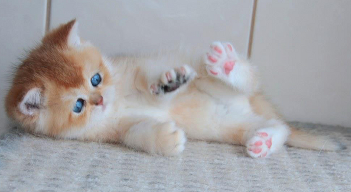      .    ,  .    ,      -      .