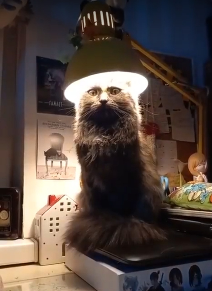 А как вам такой кот с лампой?
