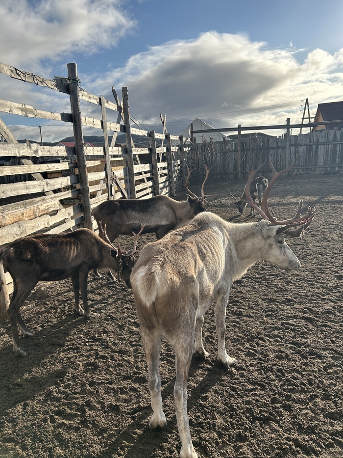 например, на ферме оленей, что сами олени, что корм, что сувениры только за наличные