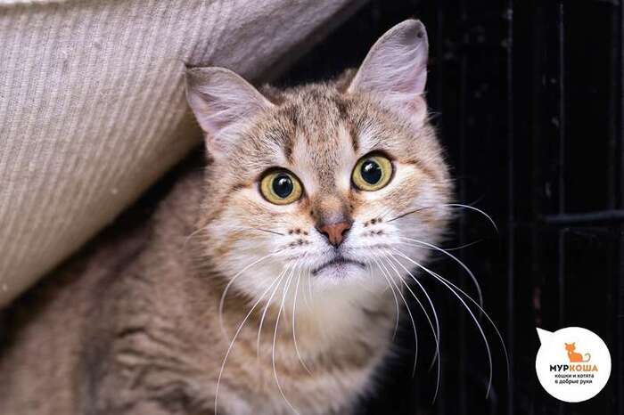 Кошка Бэтси