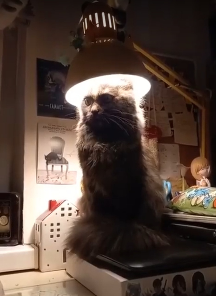 А как вам такой кот с лампой?