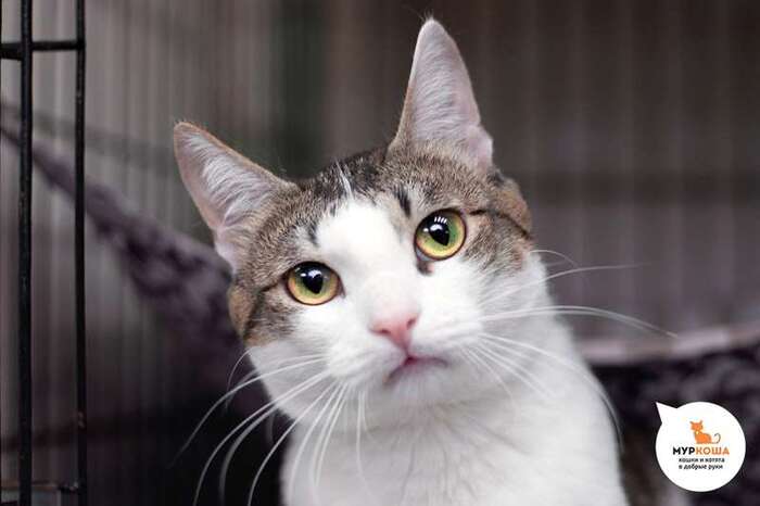 Кот Котосон