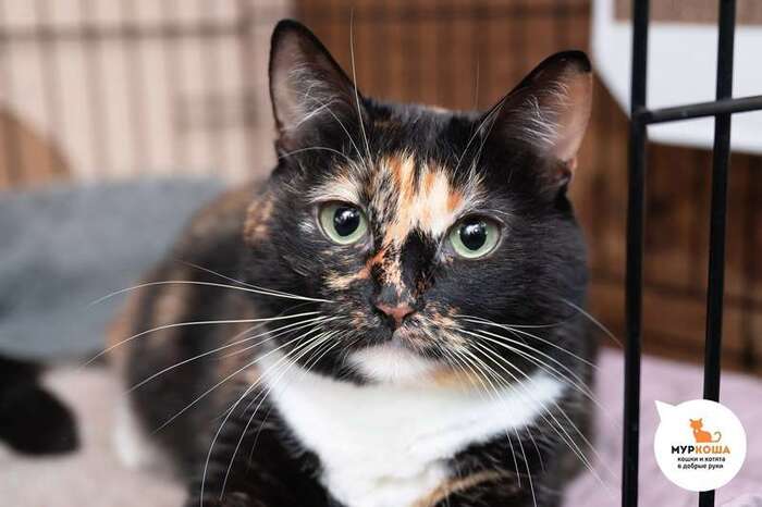 Кошка Настуся