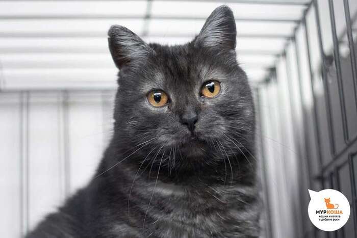 Кошка Тигруня