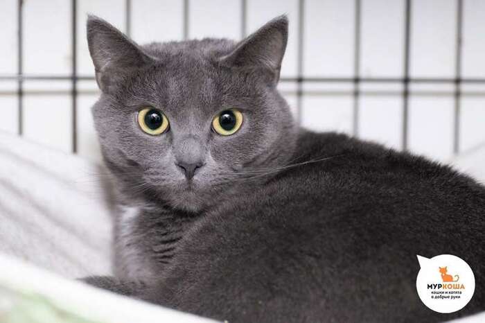 Кошка Шадоу