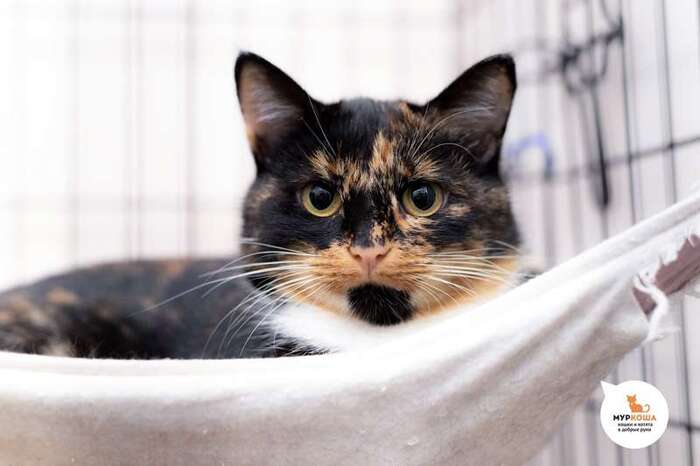 Кошка Элиша