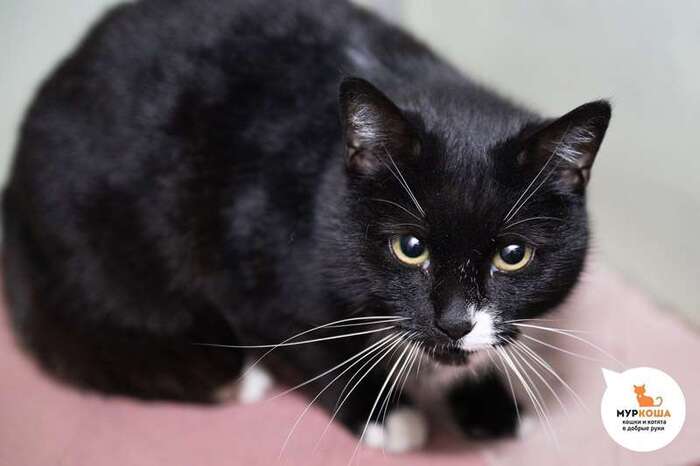 Кошка Тиори