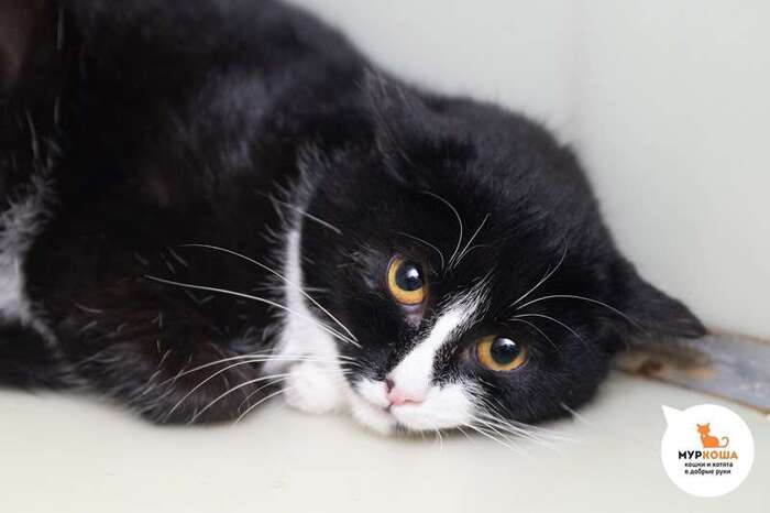 Кошка Бирочка