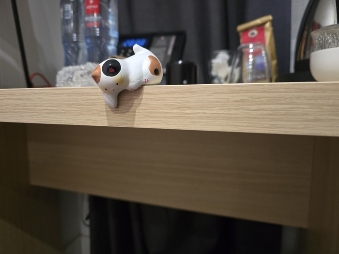 Привожу котиков