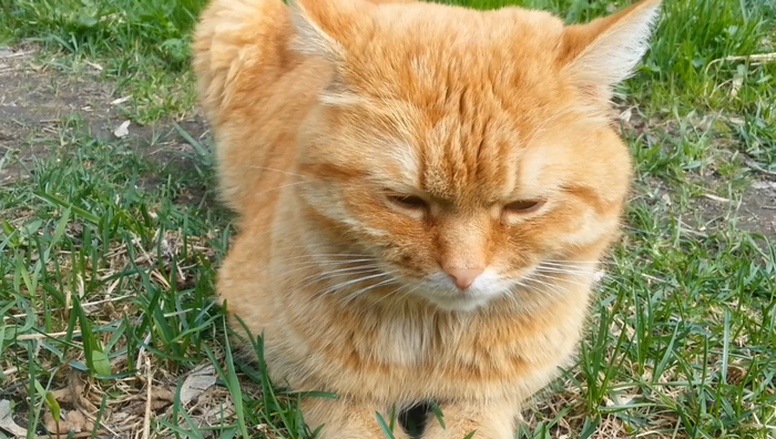 Кот заболел