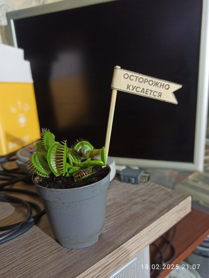 Predator  , Dionaea muscipula, , , ,  , ,   ,  , , , , 