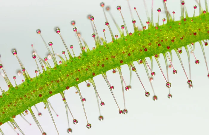 Несколько фото конкурса Nikon Small World - Макросъемка, Научпоп, Длиннопост