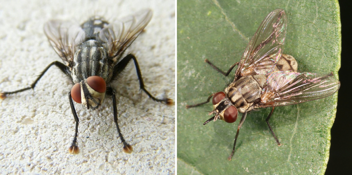 Слева — обыкновенная муха. Справа — жигалка. Нашли пять отличий?