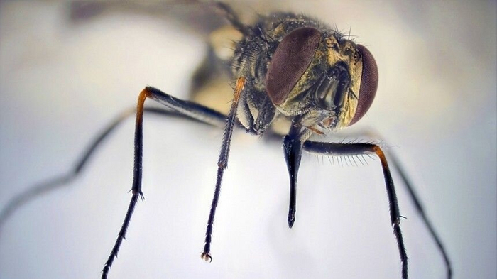 Вот этот бур жигалки и используют для атаки.