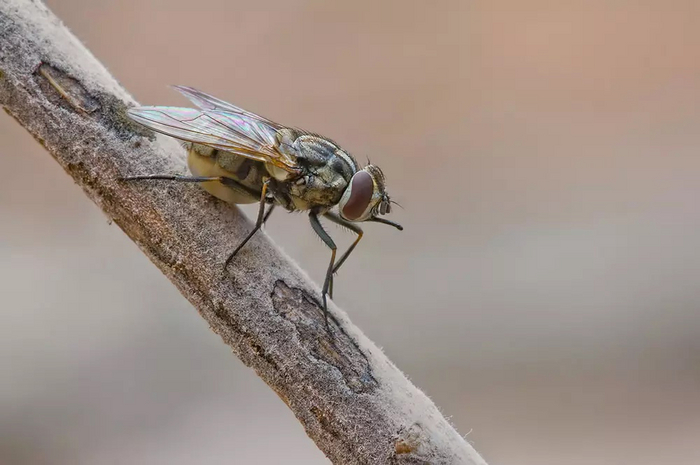 Как и комары, жигалки пьют кровь для того, чтобы быть более плодовитыми.