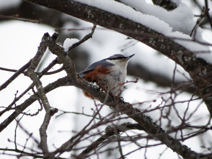 Поползень обыкновенный. Canon sx50hs