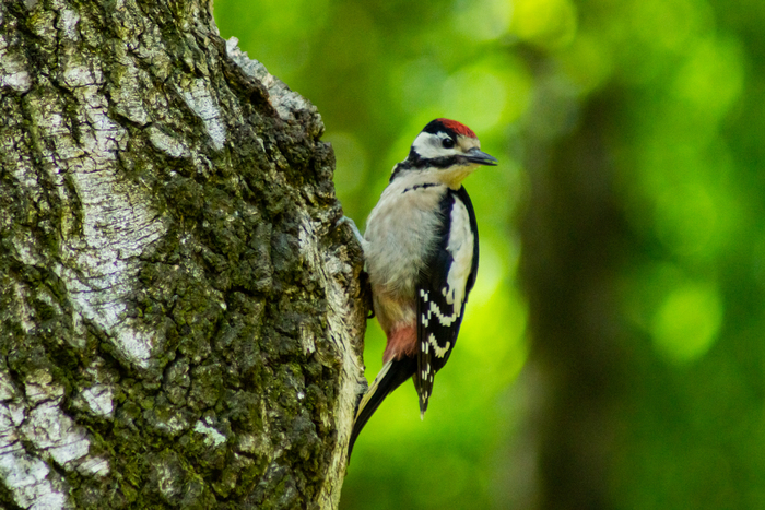 Sony a65 + Sony 75-300