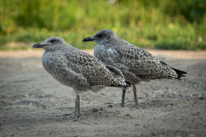 Sonya a6300 + Sony 18-200
