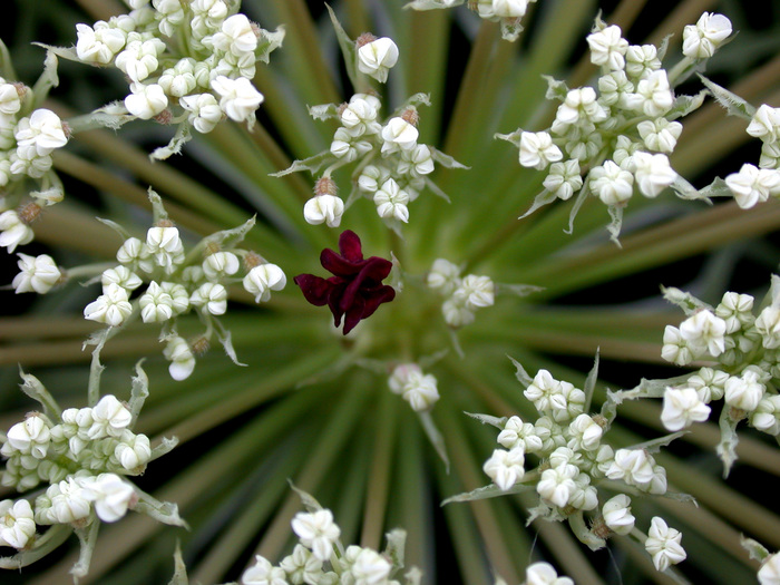     Daucus carota   .  &nbsp; &nbsp; &nbsp; &nbsp; &nbsp; &nbsp; &nbsp;   <!--noindex--><a href="https://pikabu.ru/story/ovoshchi_morkov_12397608?u=http%3A%2F%2Fcommons.m.wikimedia.org&t=commons.m.wikimedia.org&h=0b200998855a2591866ac0ada8f2b1ad4b618777" title="http://commons.m.wikimedia.org" target="_blank" rel="nofollow noopener">commons.m.wikimedia.org</a><!--/noindex-->.