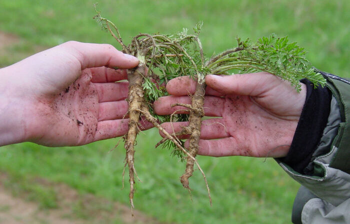   .    <!--noindex--><a href="https://pikabu.ru/story/ovoshchi_morkov_12397608?u=http%3A%2F%2Fuleoparda.ru&t=uleoparda.ru&h=2d1aa6fbb14b2ce0594a00593eca319a4b187e5f" title="http://uleoparda.ru" target="_blank" rel="nofollow noopener">uleoparda.ru</a><!--/noindex-->.