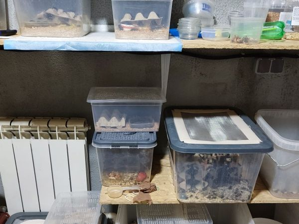 В пластиковых ящиках Ольга выращивает жуков для своих питомцев.