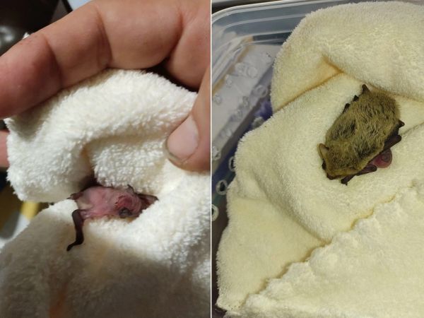 Слева - сын, а справа мама, которая выкормила и воспитала его.