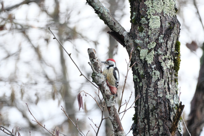 на профессионализм не претендую)