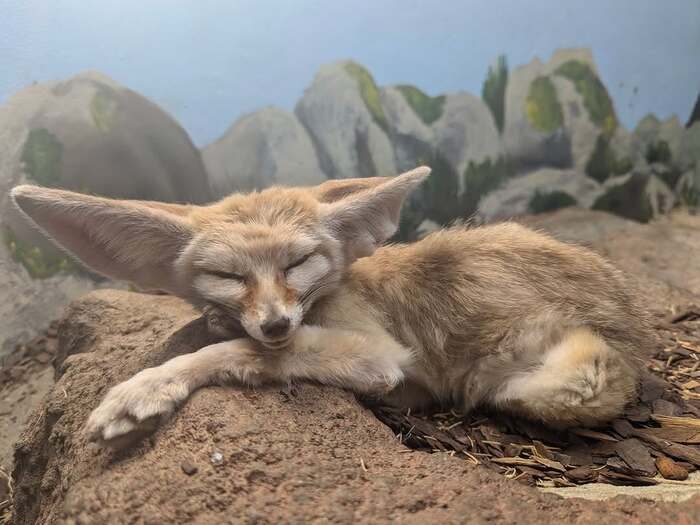 Длинноухое