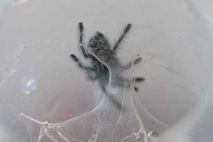 Caribena (Avicularia) versicolor   .