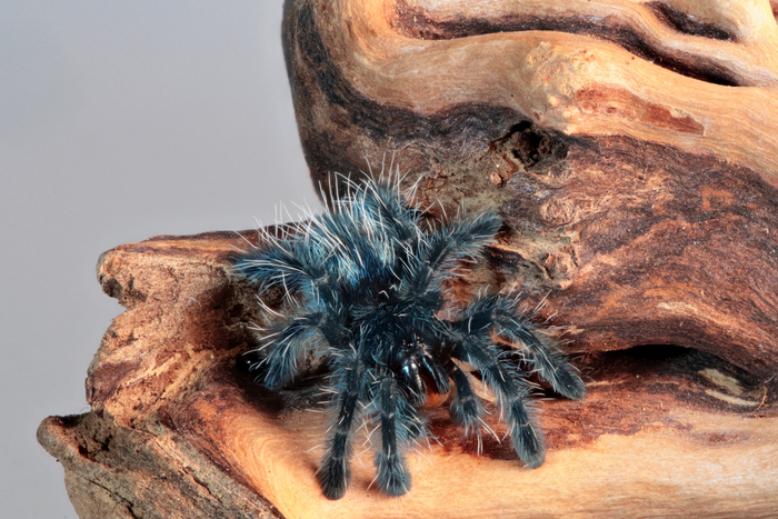 Caribena (Avicularia) versicolor
