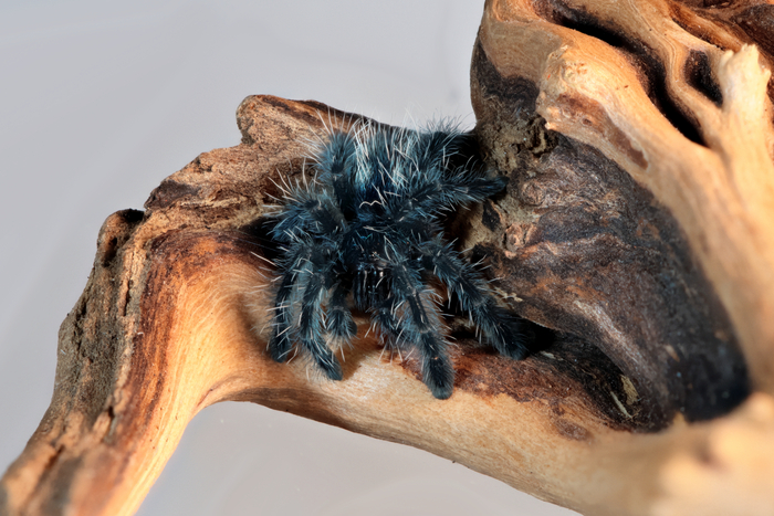 Caribena (Avicularia) versicolor