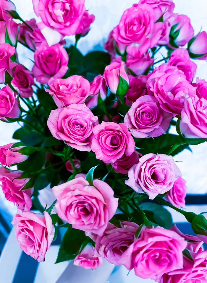 В одной восточной сказке говорится, что бог создал розу белой, но Адам взглянул на нее, когда она распускалась, и она застыдилась и заалела.