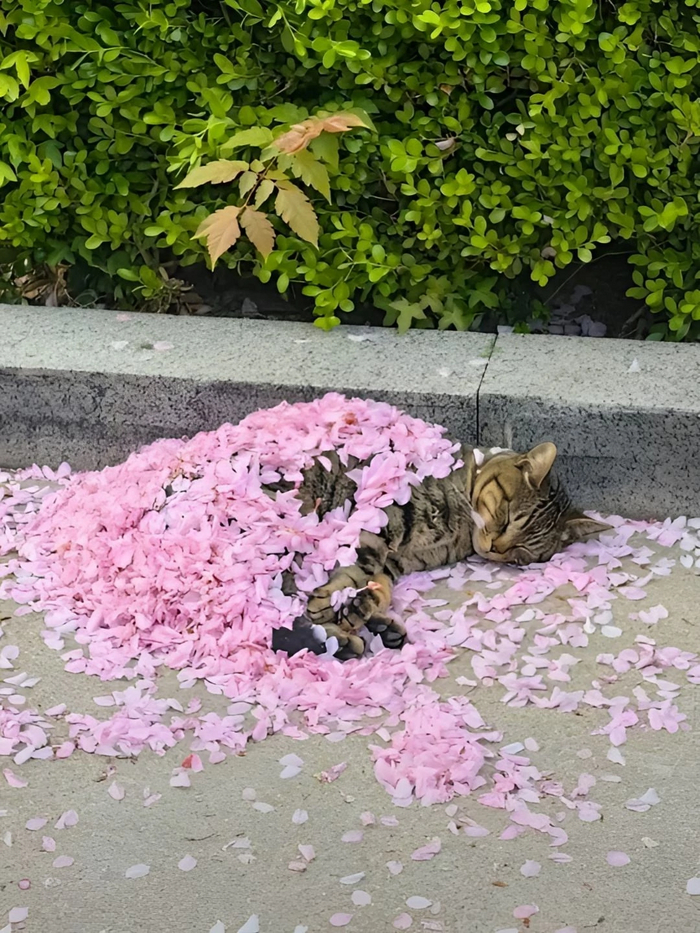 Отдыхает самурай