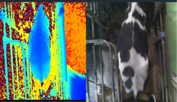 Искусственный интеллект на страже здоровья стада: как нейросеть определяет "худышек" и предотвращает эпидемии