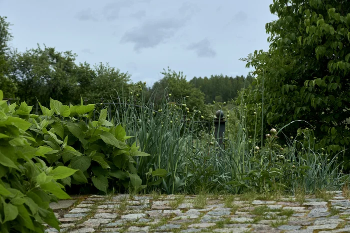 Is June coming soon?? - My, Summer, June, Grass, Nature, The nature of Russia